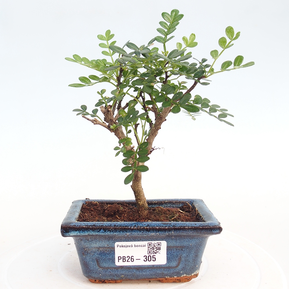 Room bonsai - Zantoxylum piperitum - pepper tree