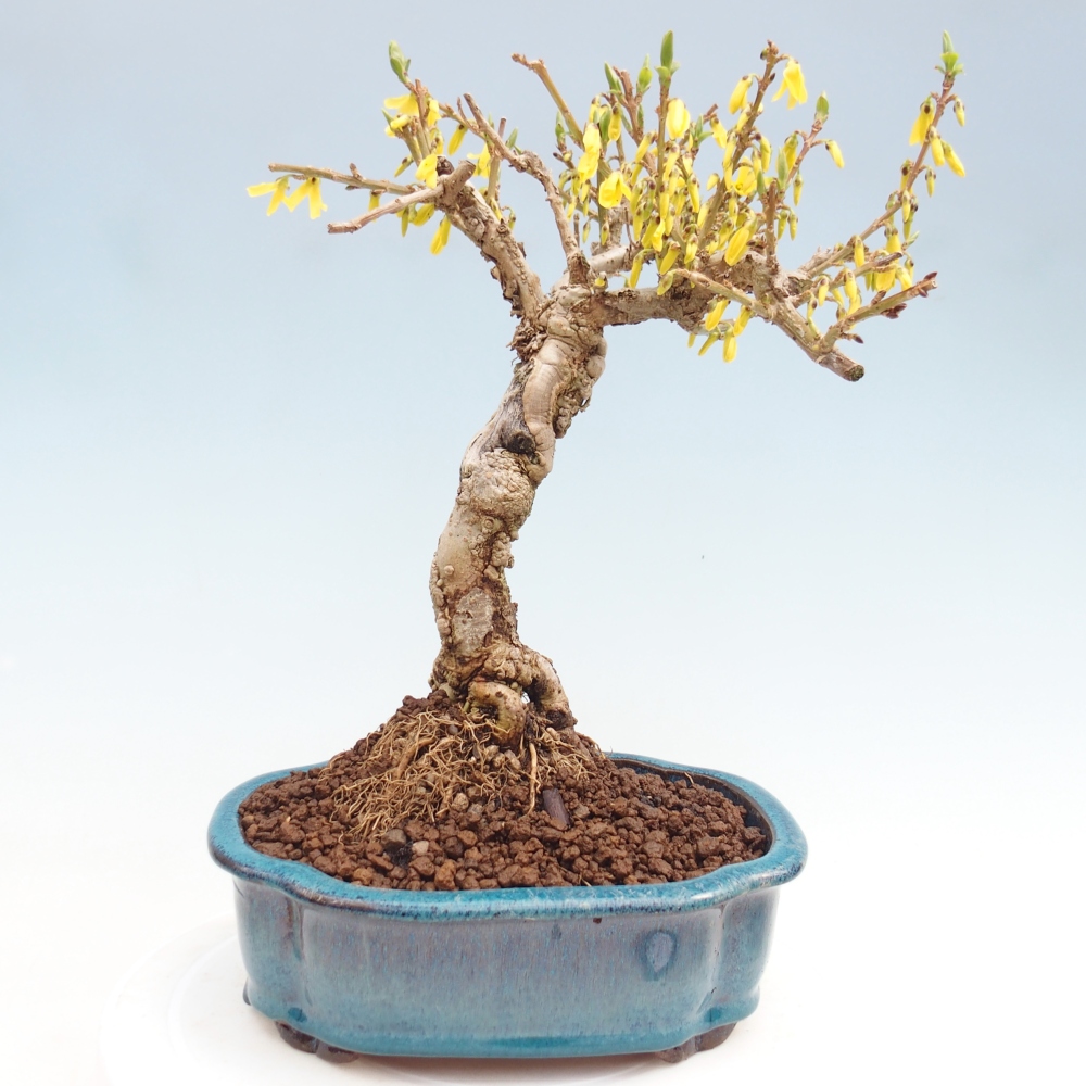 Outdoor bonsai - Zlatice - Forsythia koreana