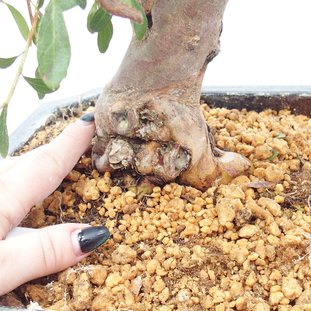 Outdoor bonsai - Japanese azalea - Azalea satsuki