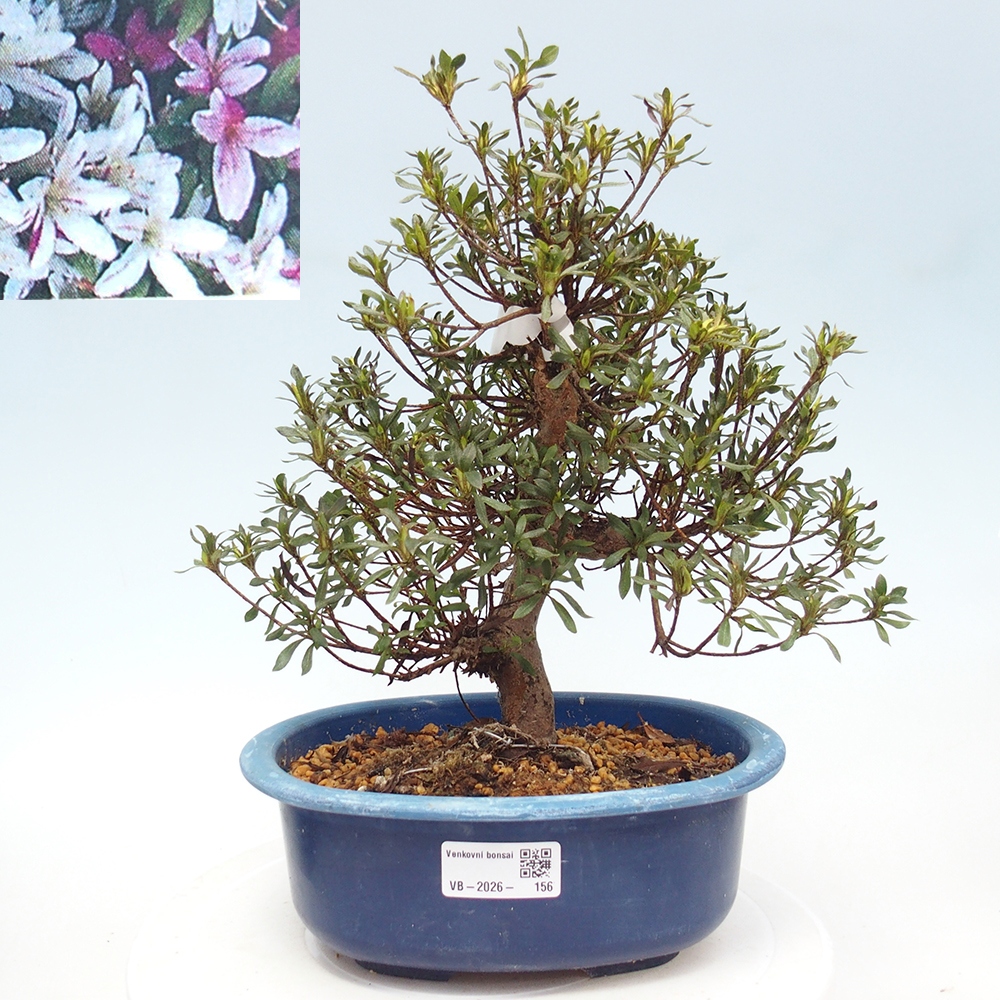 Outdoor bonsai - Japanese Azalea - Azalea Ryusen