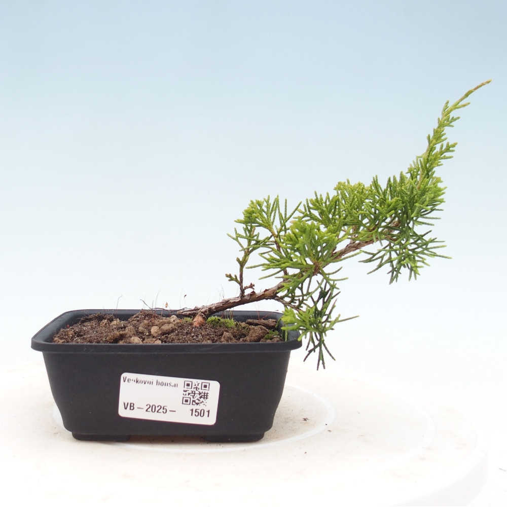 Outdoor bonsai - Juniperus chinensis Itoigawa - Chinese juniper