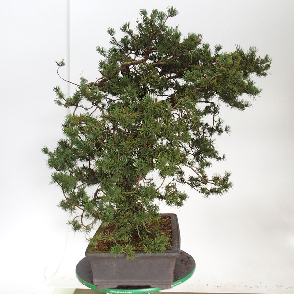 Yamadori - Pinus sylvestris Spain