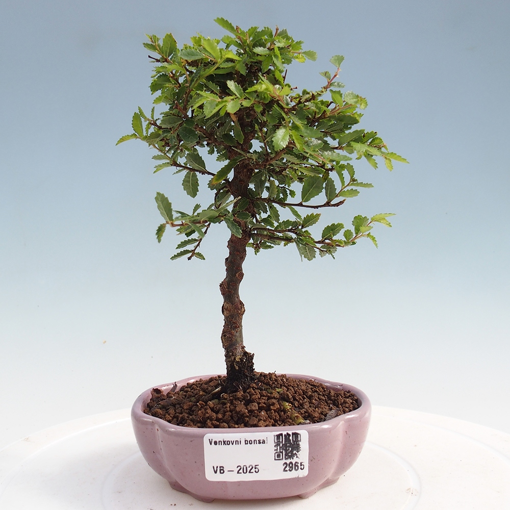 Outdoor bonsai - Ulmus parvifolia Sagei - Small-leaved elm