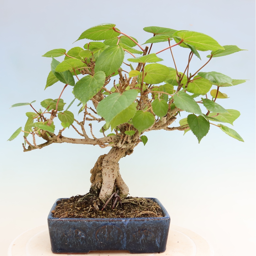 Indoor bonsai - Hibiscus tiliaceus - Sea Hibiscus