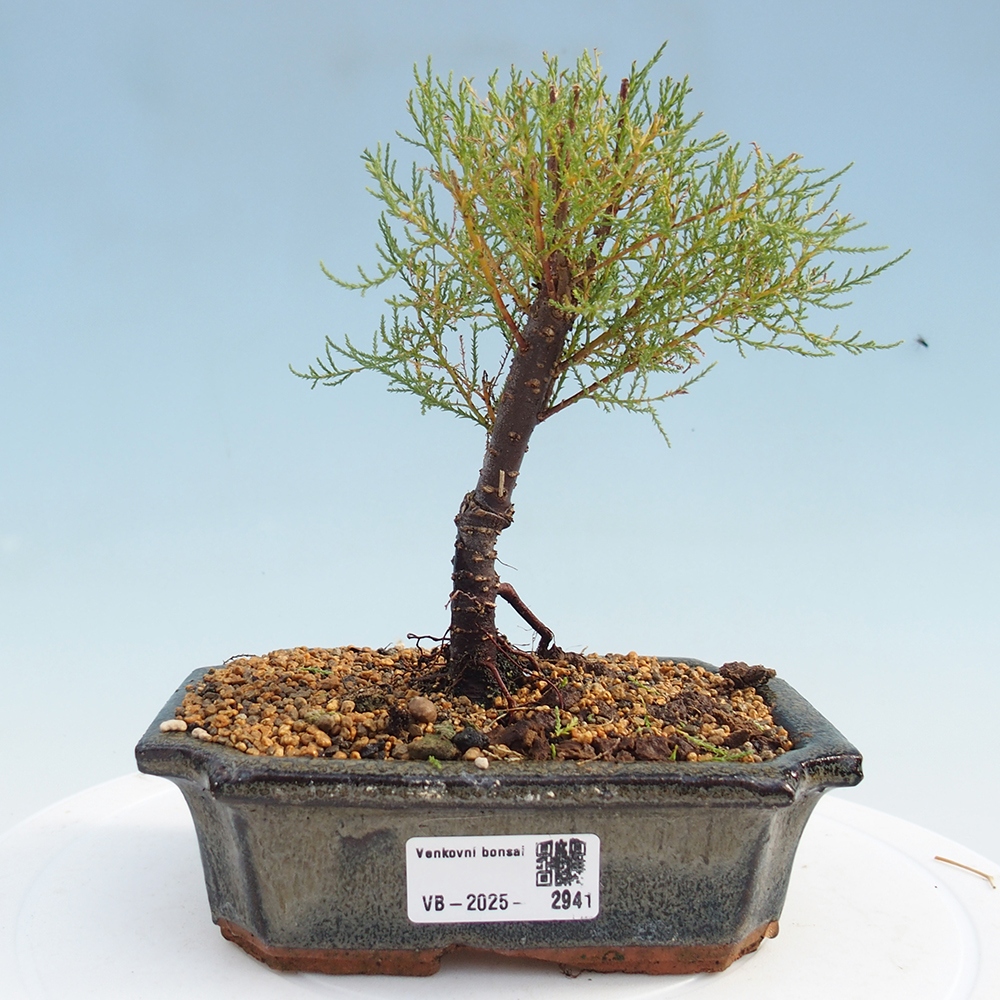 Outdoor bonsai - Tamarix - Tamarix