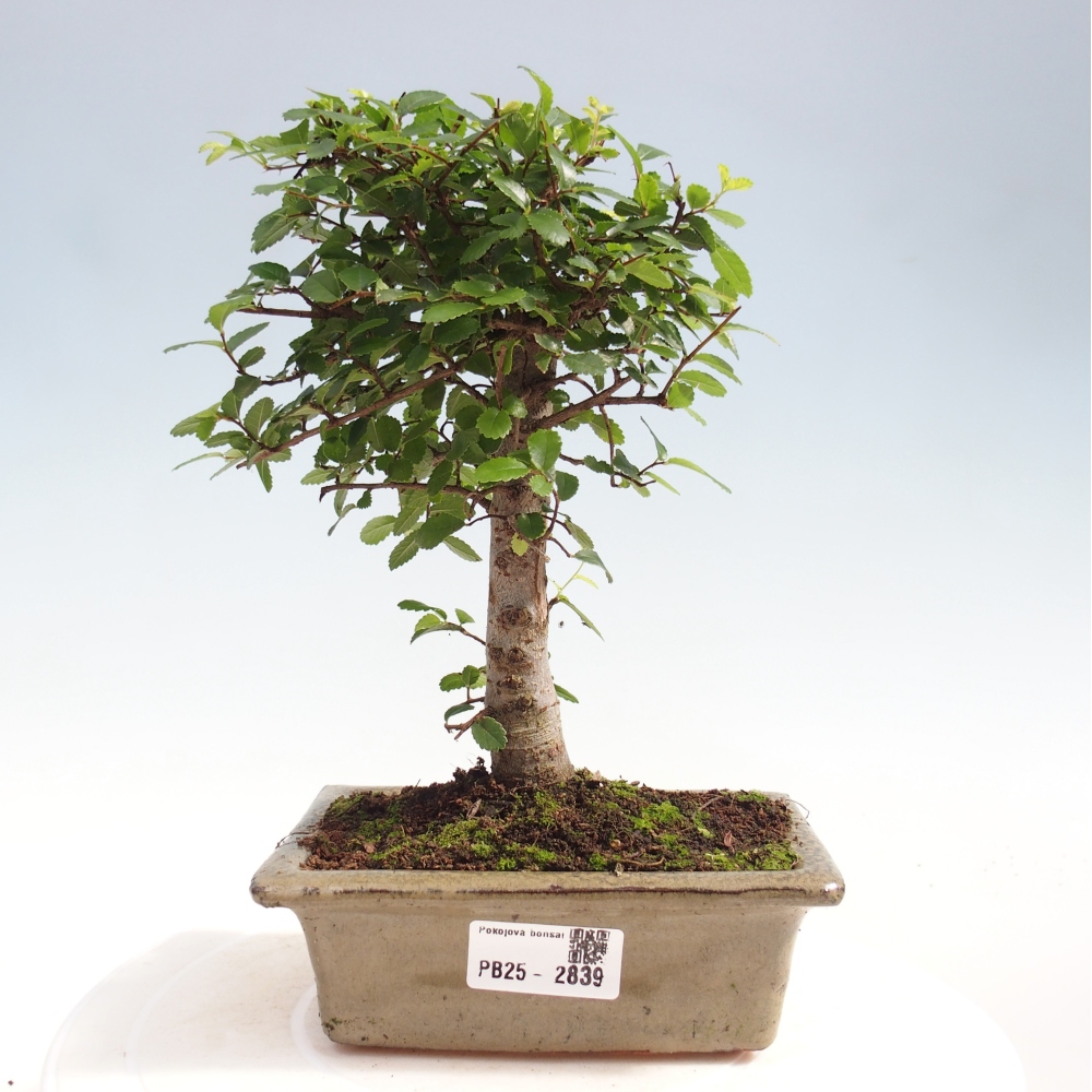 Indoor bonsai - Ulmus parvifolia - Small-leaved elm