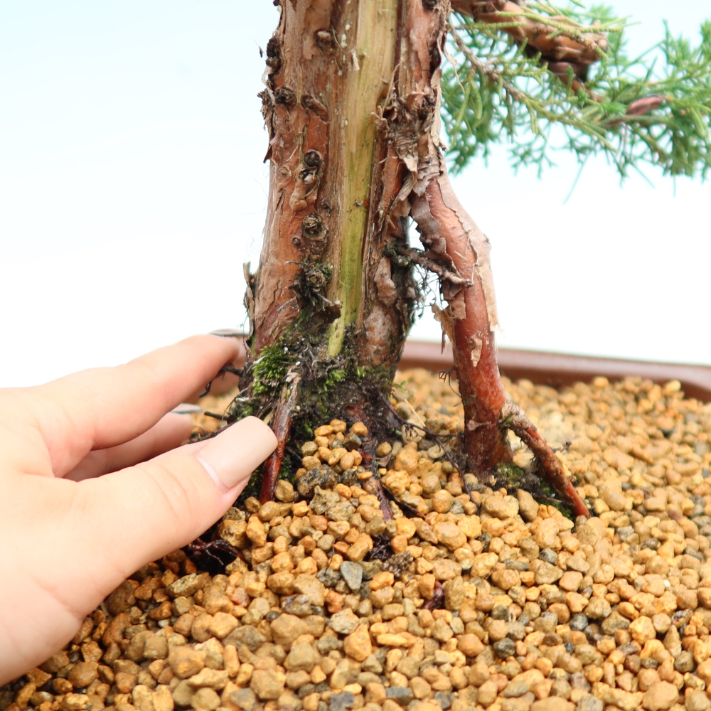 Outdoor bonsai - Juniperus chinensis Kishu
