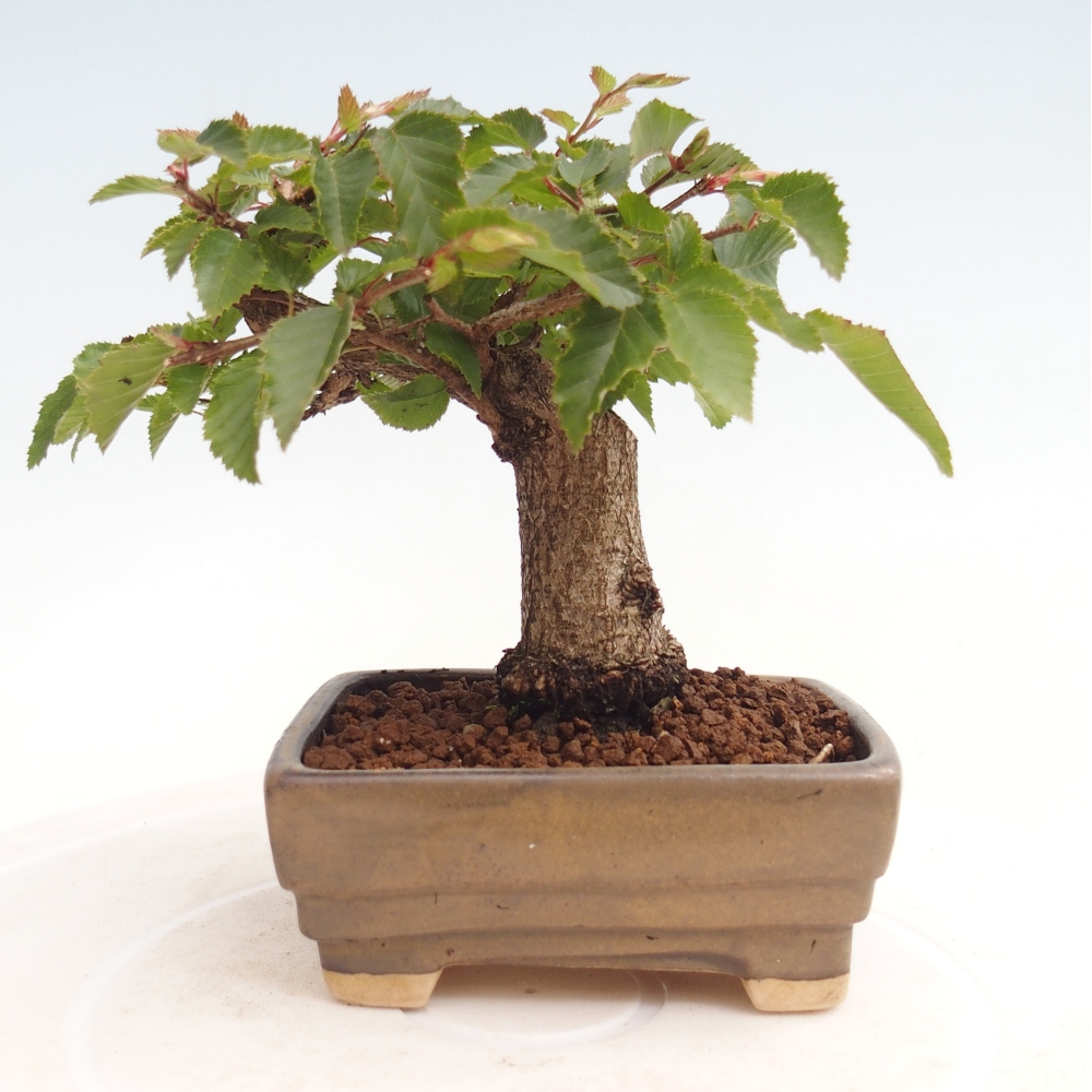 Outdoor bonsai -Carpinus CARPINOIDES - Korean Hornbeam