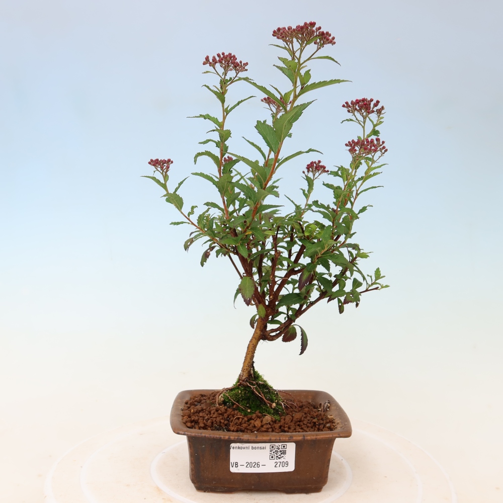Outdoor Bonsai - Japanese Spirea - Spirea japonica 'Anthony Waterer'