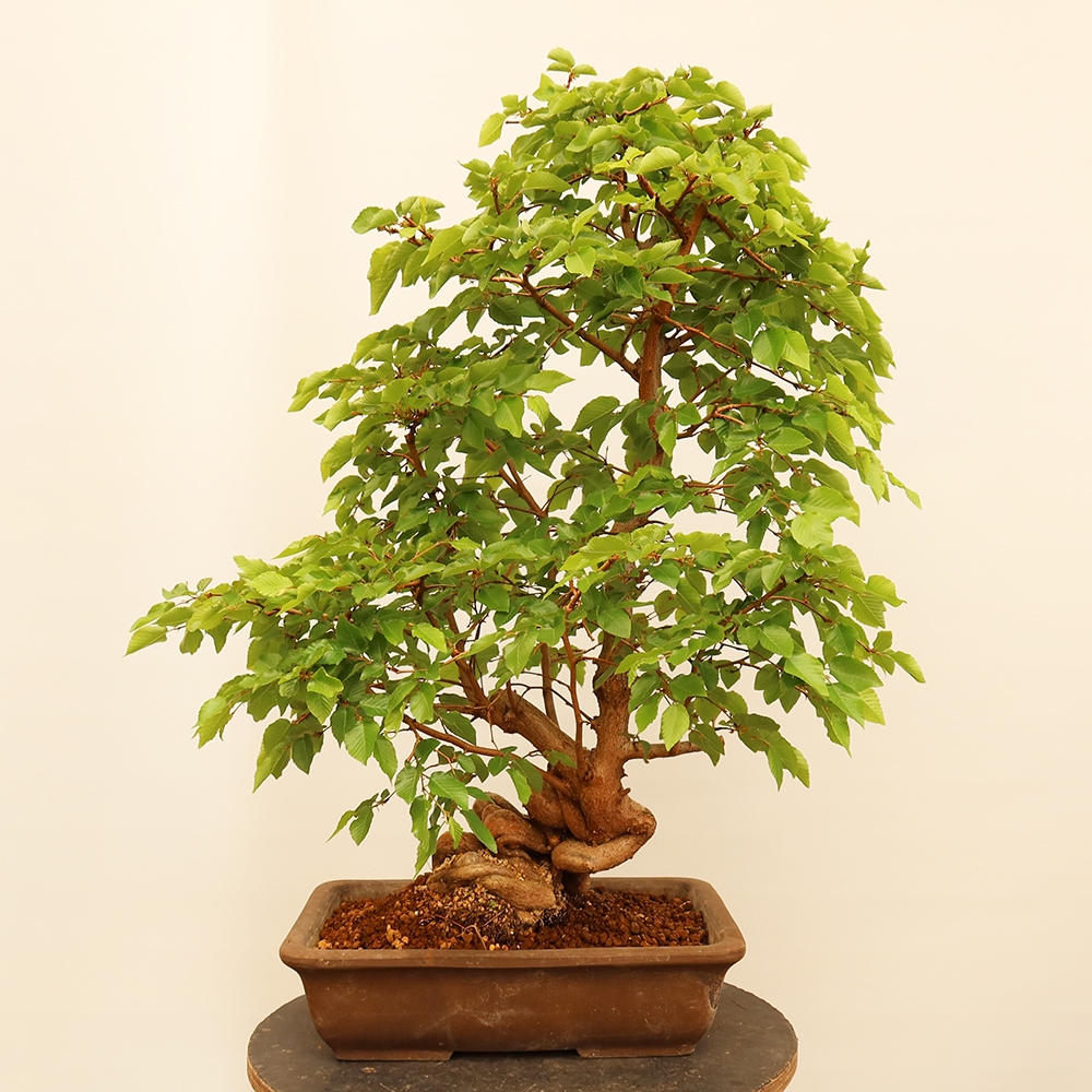 Outdoor bonsai - Carpinus Coreana - Korean hornbeam