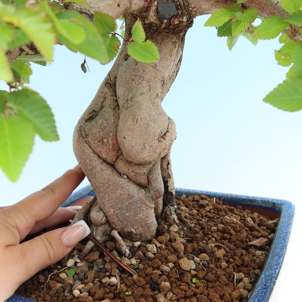 Outdoor bonsai -Carpinus coreana - Korean Hornbeam