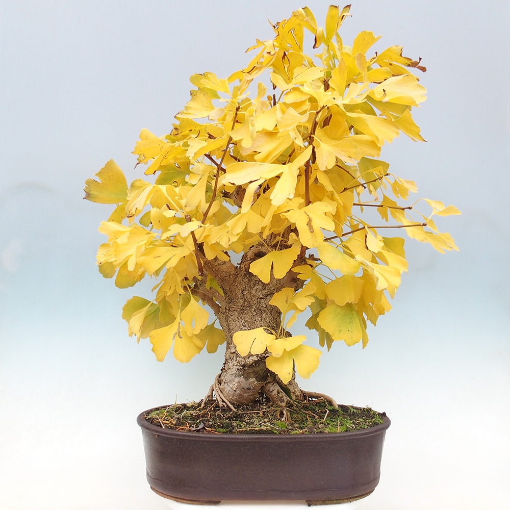 Outdoor bonsai - Jinan biloba - Ginkgo biloba