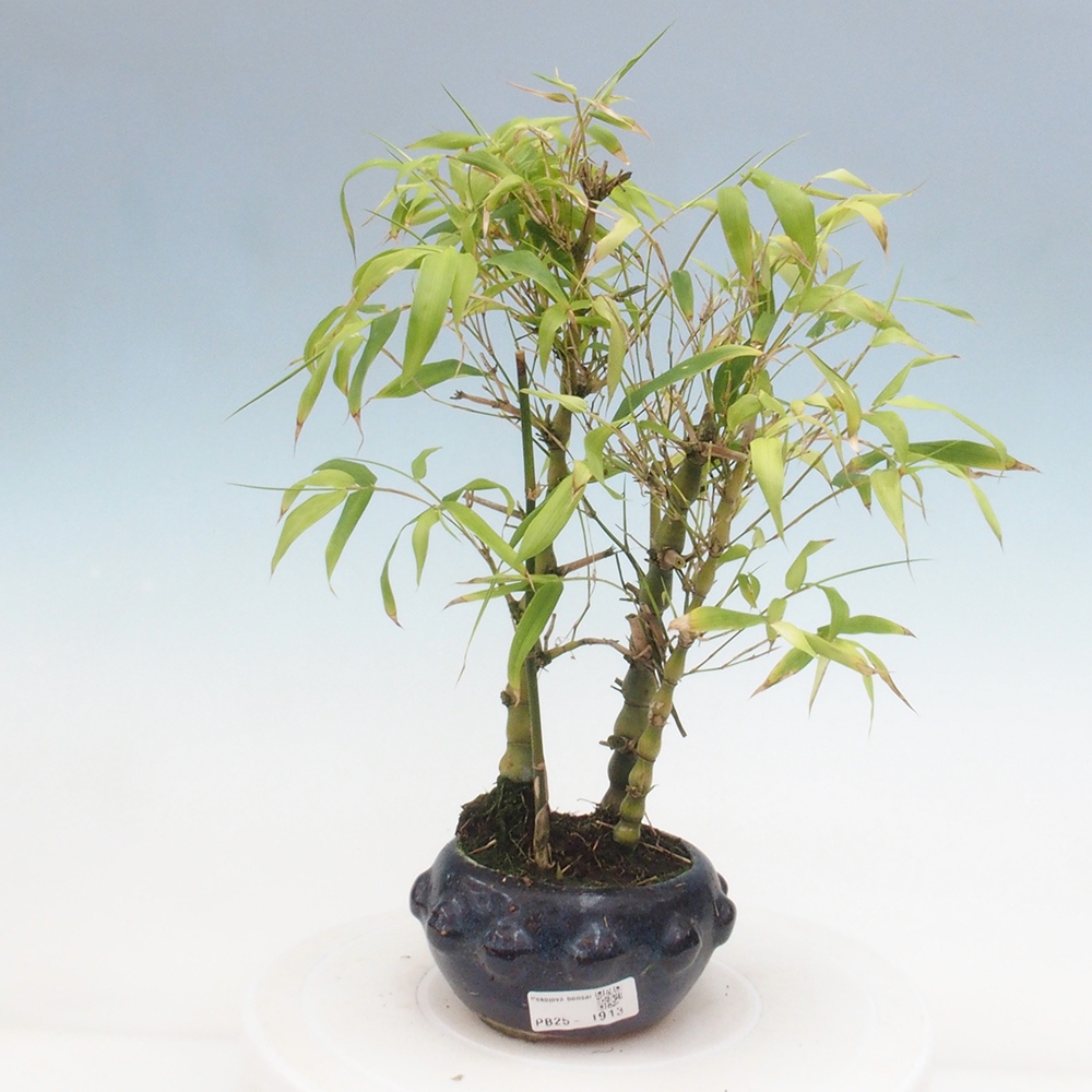 Indoor bonsai - Bamboo Buddha-Bamboo Buddha's belly