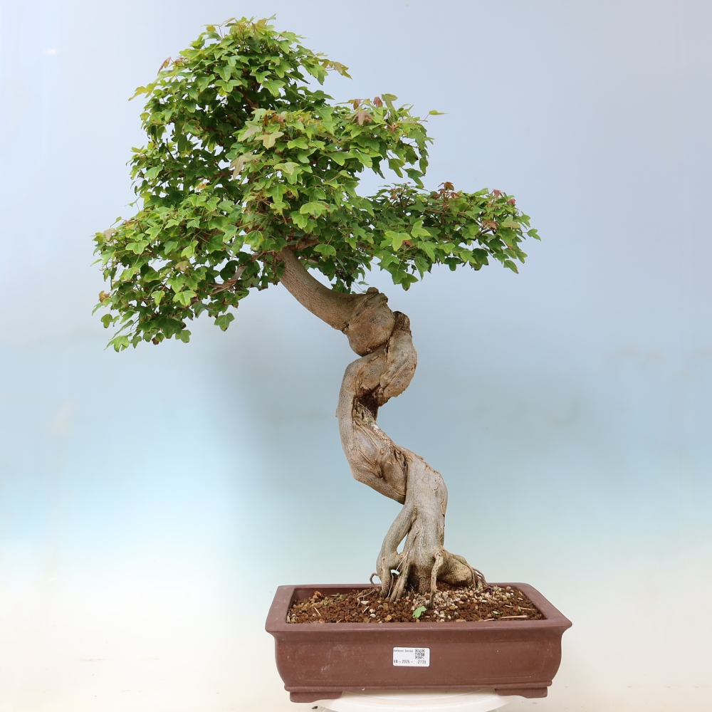 Outdoor bonsai - Acer Buergerianum - Burger Maple