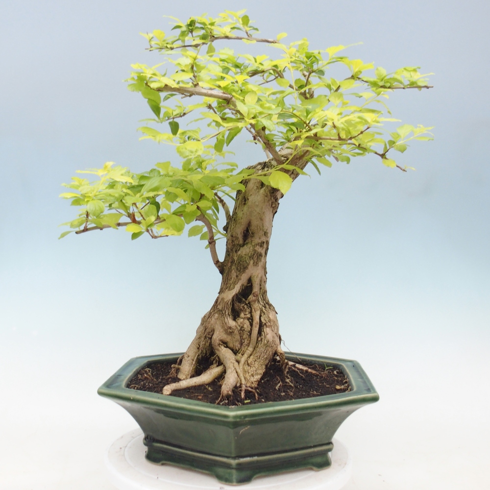 Room bonsai - Duranta erecta Aurea