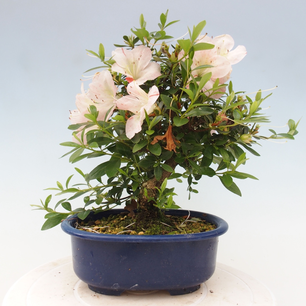 Outdoor bonsai - Japanese azalea - Azalea Asazakura
