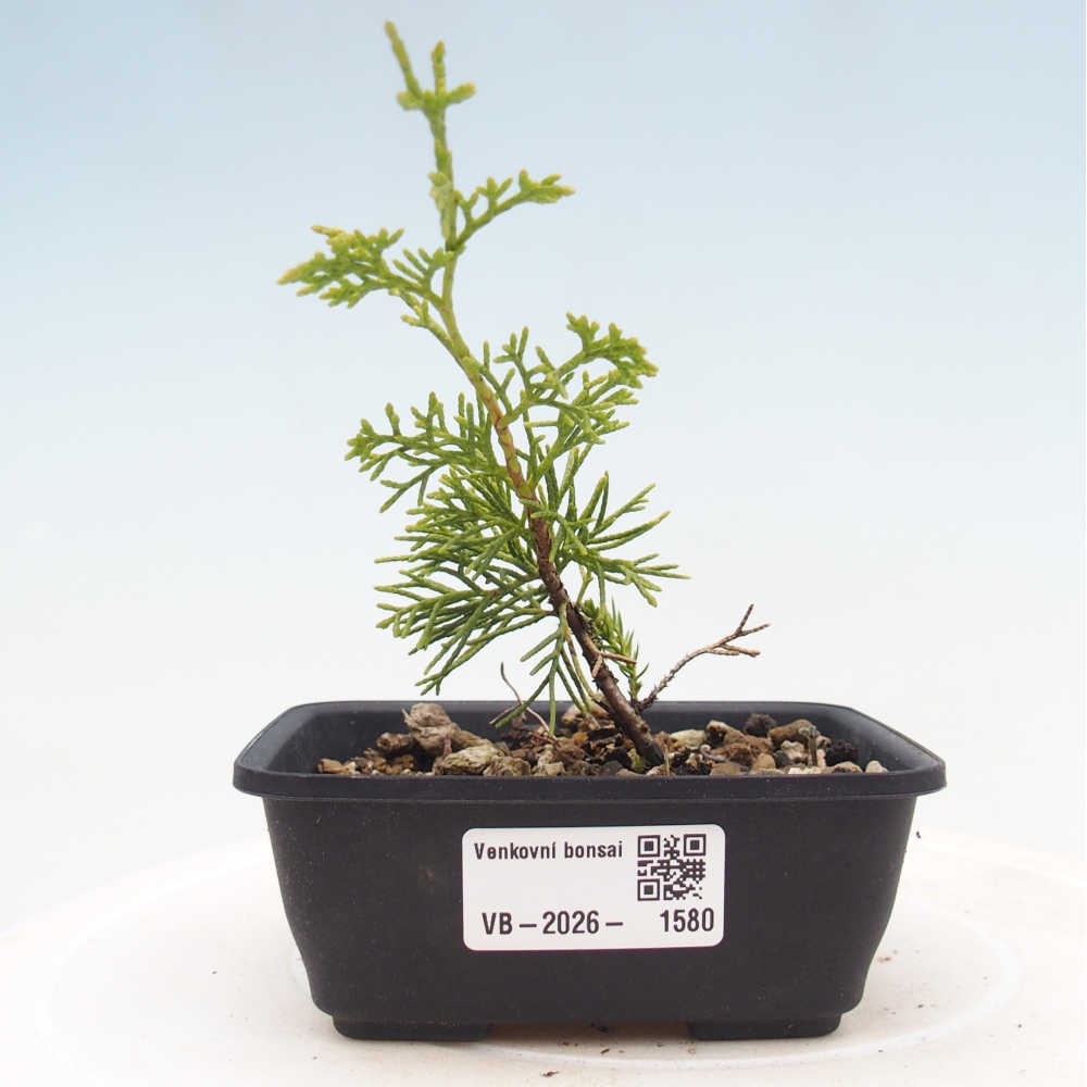 Outdoor bonsai - Juniperus chinensis Itoigawa