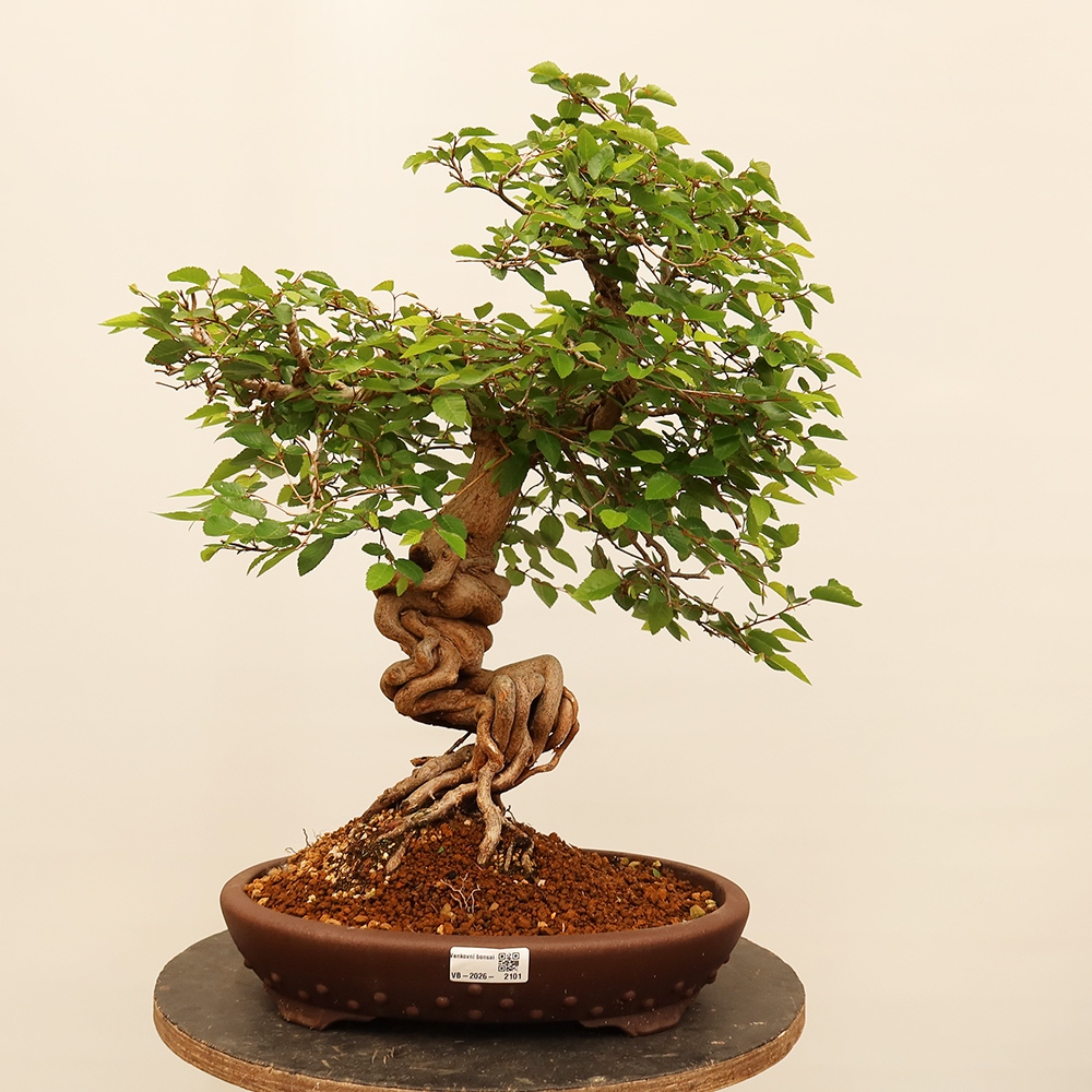 Outdoor bonsai - Carpinus Coreana - Korean hornbeam