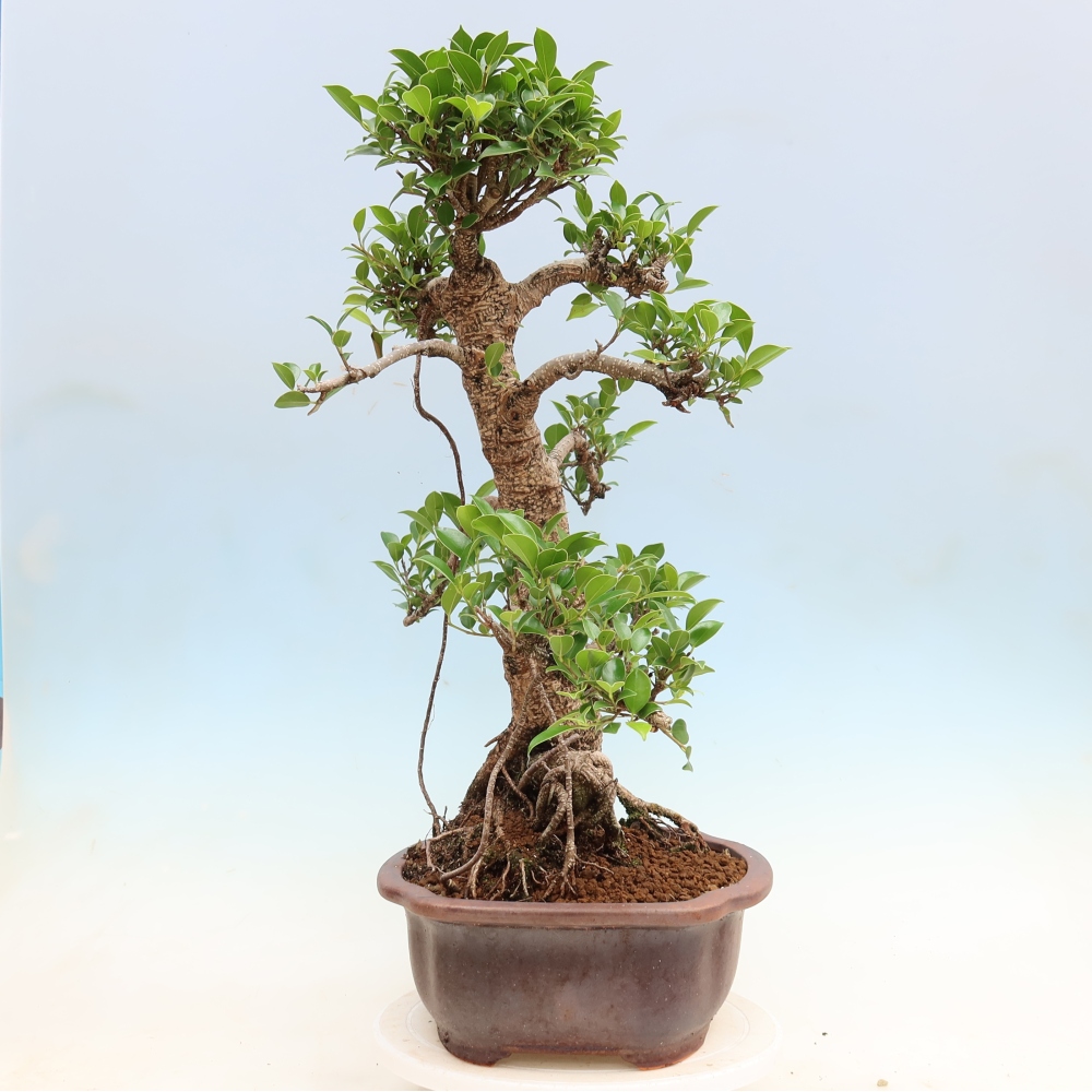Room bonsai - Ficus kimmen - small-leaved ficus