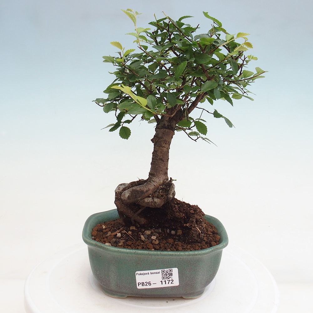 Room bonsai - Ulmus parvifolia - Small-leaved elm
