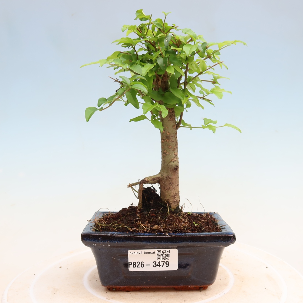 Room bonsai -Ligustrum chinensis - Birds Beak