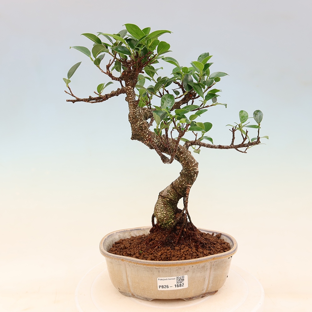 Room bonsai - Ficus retusa - small-leaved ficus