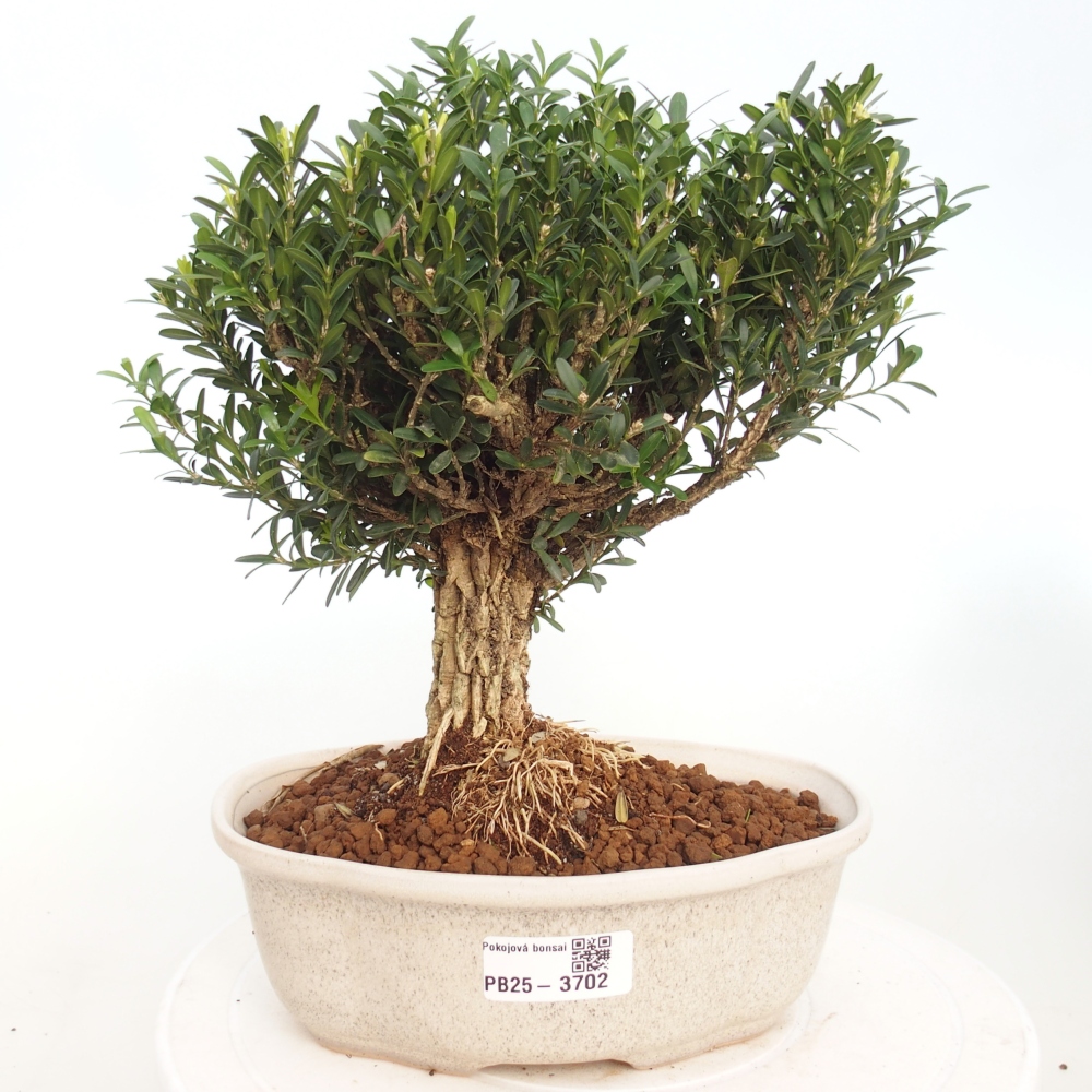 Indoor bonsai - Buxus harlandii - Cork boxwood
