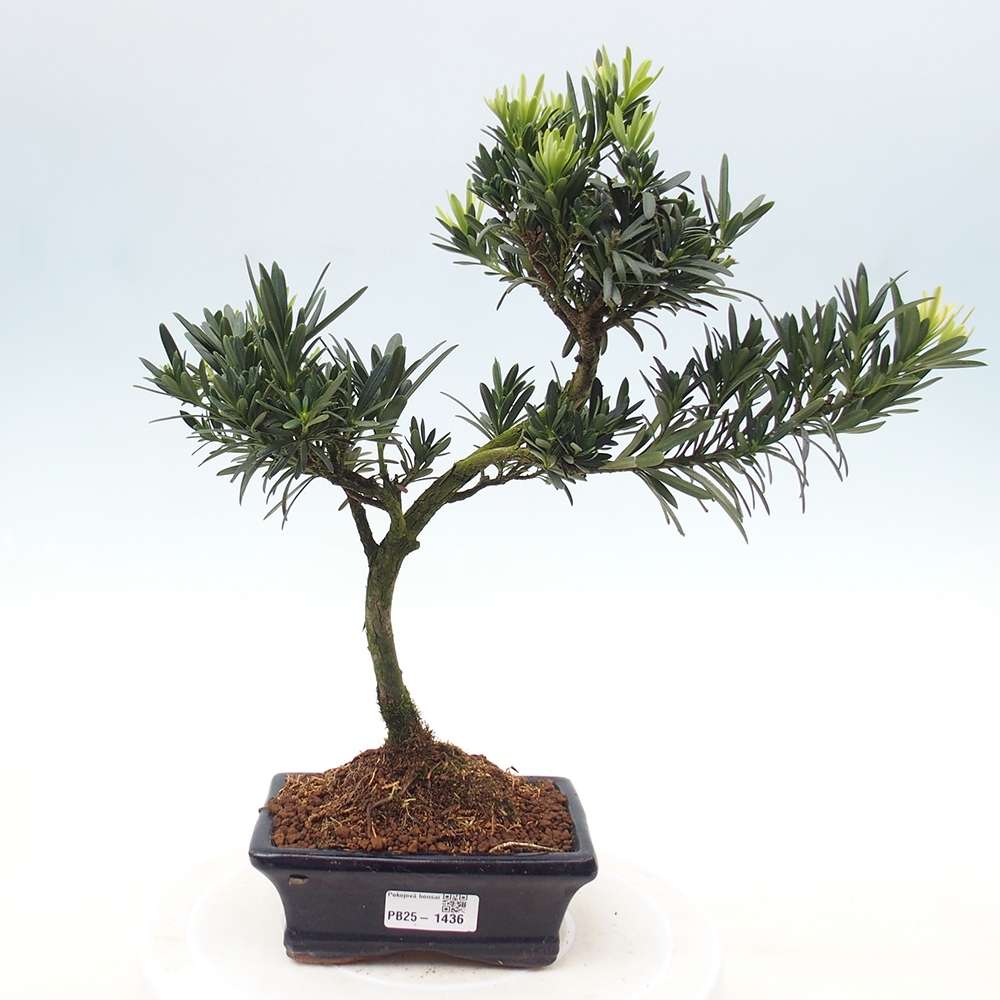 Indoor bonsai - Podocarpus - Stone thous