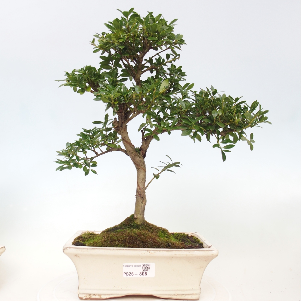 Room bonsai - Ilex crenata - Holly