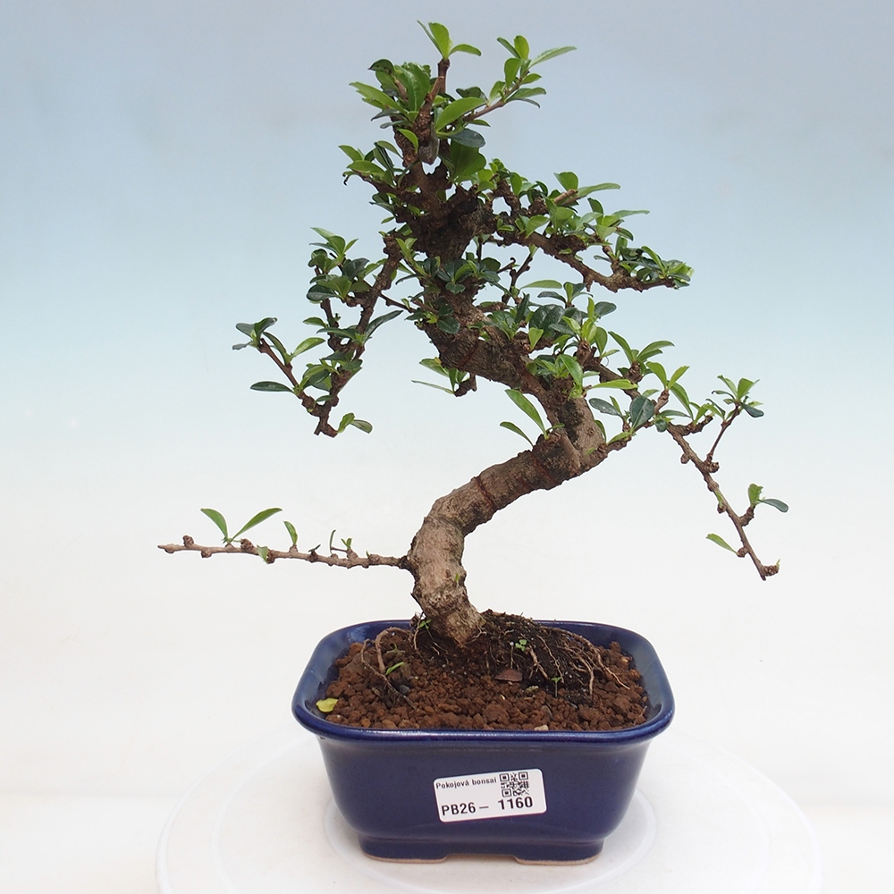 Room bonsai - Carmona macrophylla - Tea fuki