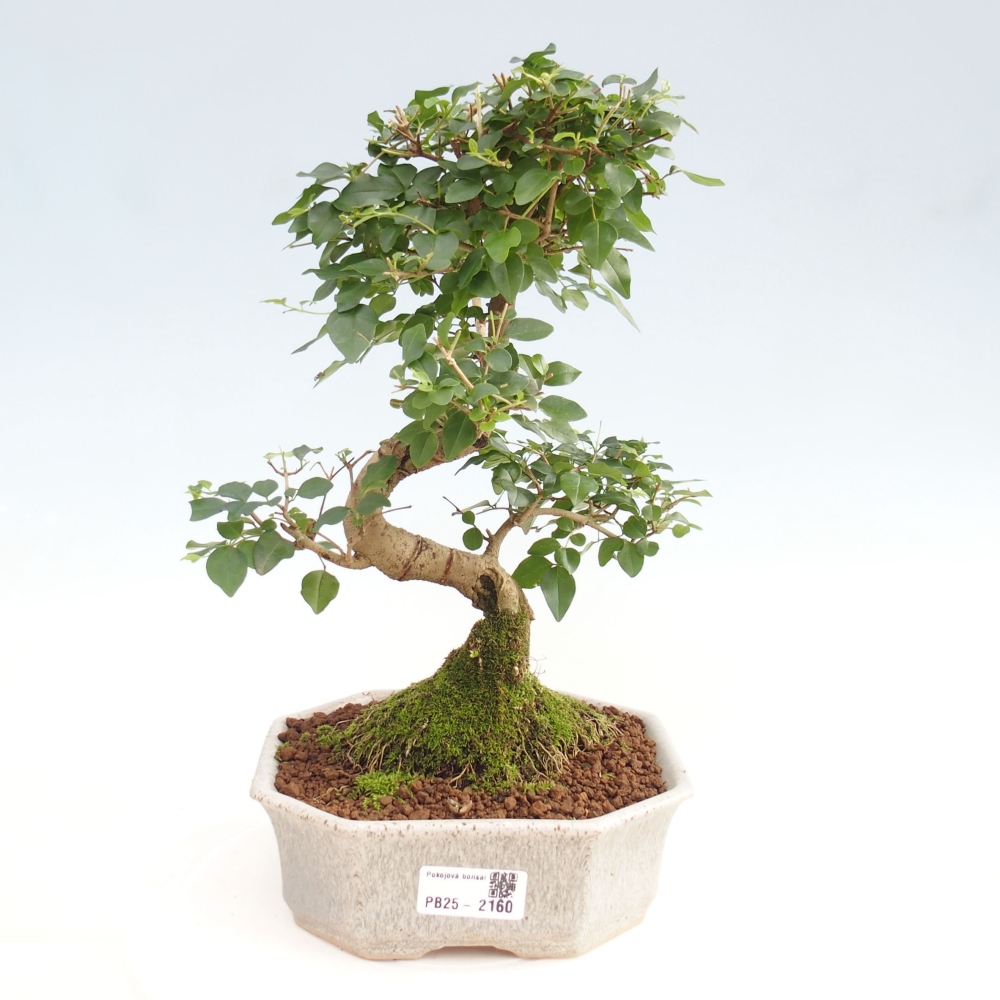 Indoor bonsai -Ligustrum chinensis - Bird's beak