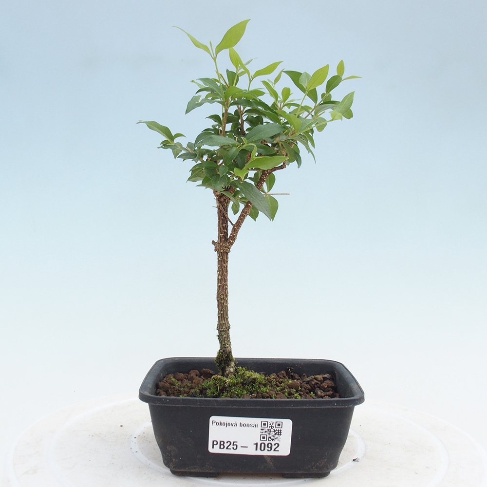Room bonsai - Malpighia coccigera- Barbdorian cherry