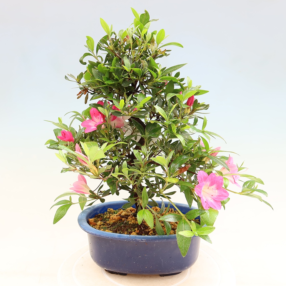Outdoor bonsai - Japanese Azalea - Azalea Reiko