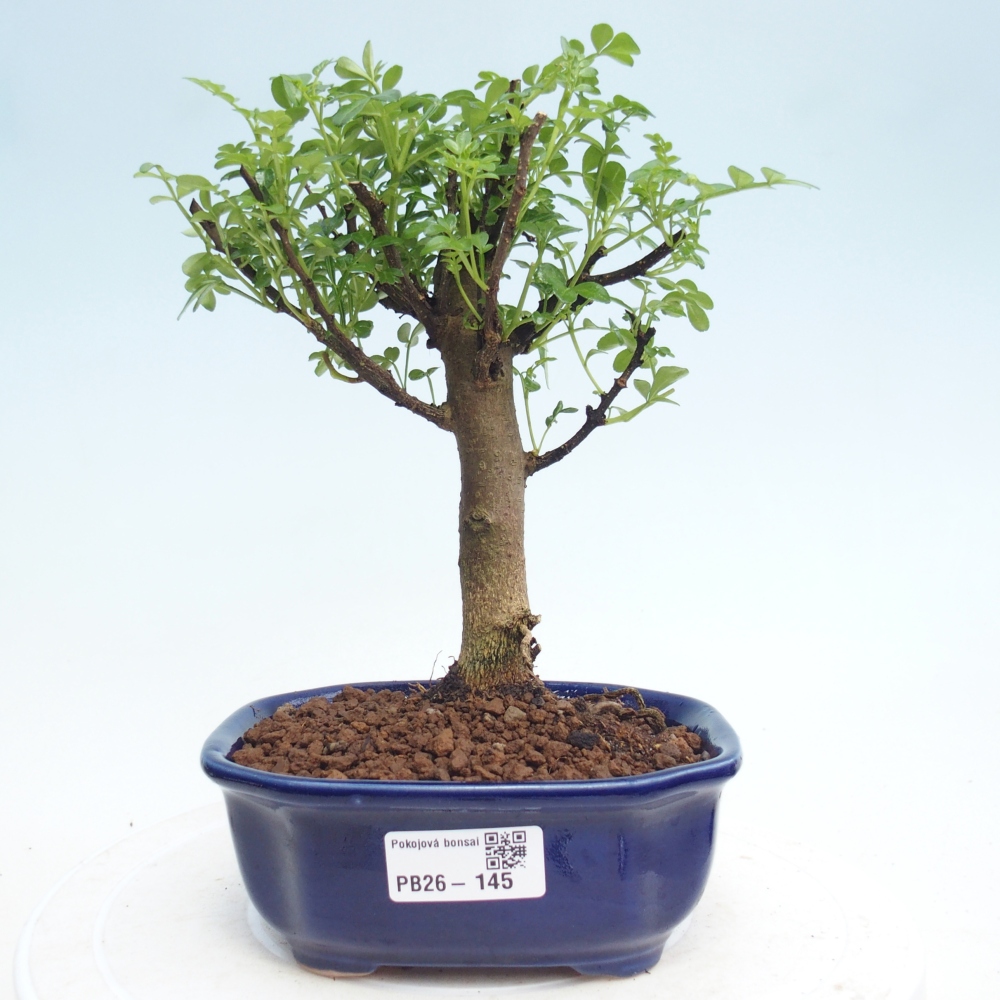 Room bonsai - Zantoxylum piperitum - pepper tree