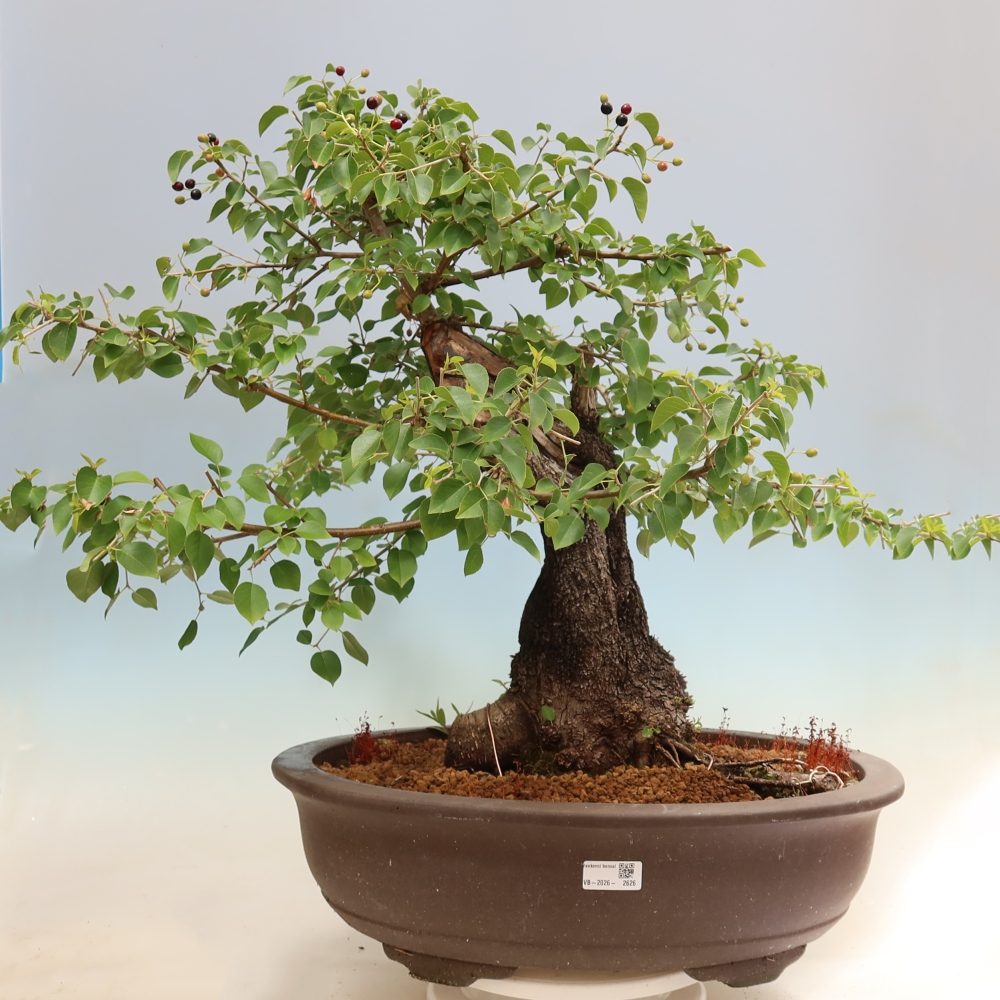 Outdoor Bonsai - Mahaleb - Prunus mahaleb