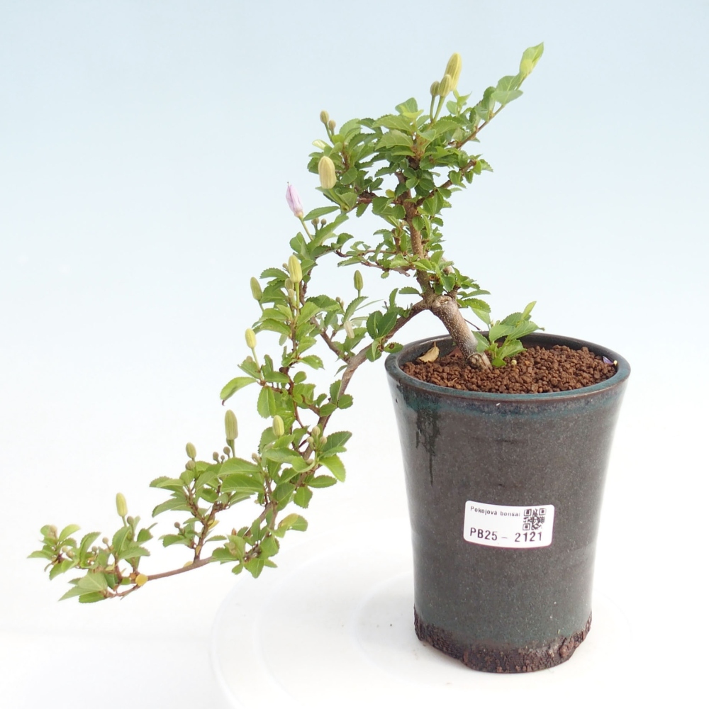 Indoor bonsai - Grewia occidentalis - Lavender star