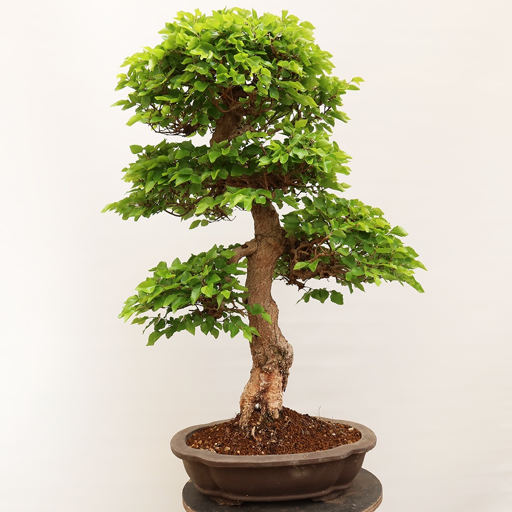 Outdoor bonsai - Carpinus Coreana - Korean hornbeam