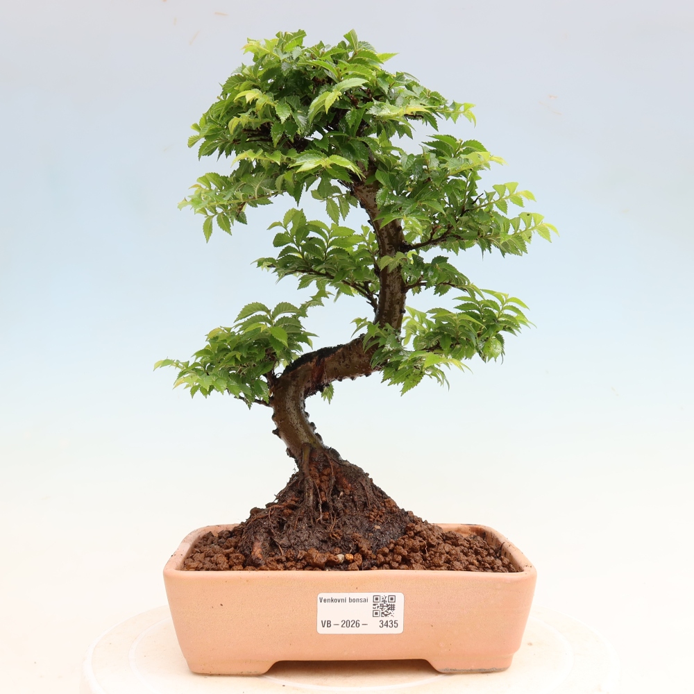 Outdoor Bonsai - Ulmus Jacqueline Hillier - European White Elm