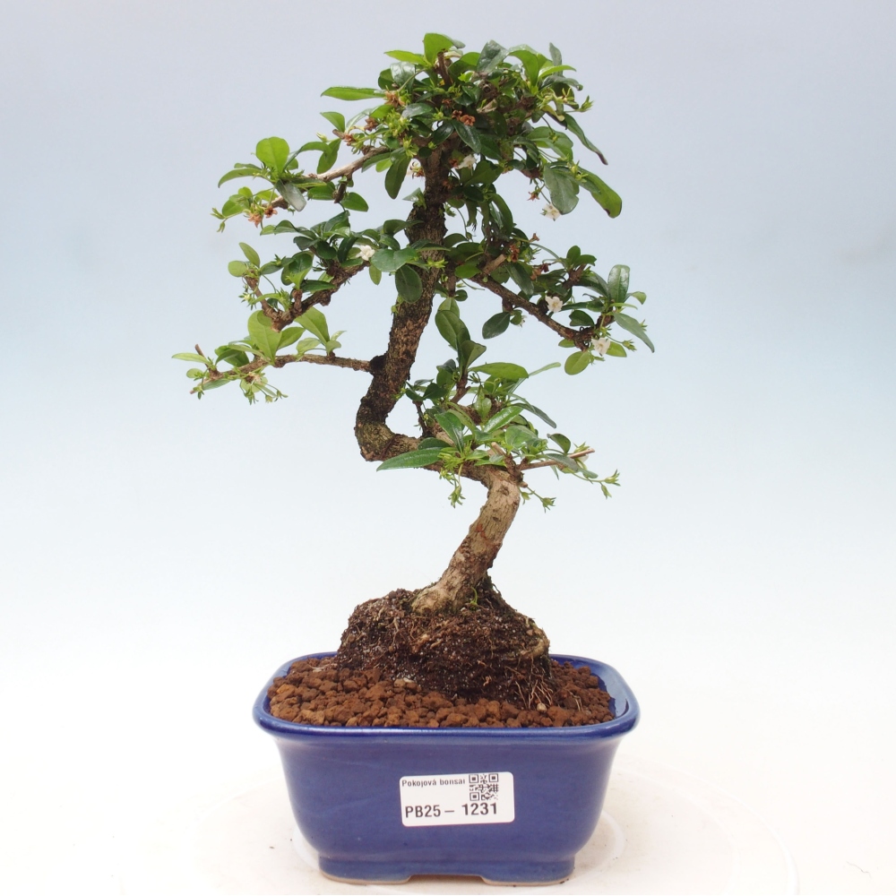 Indoor bonsai - Carmona macrophylla - Fuki tea