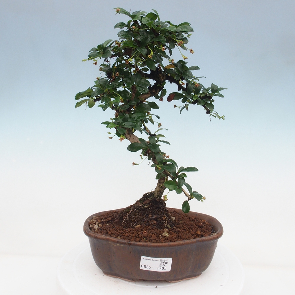 Room bonsai - Carmona macrophylla - Tea fuki