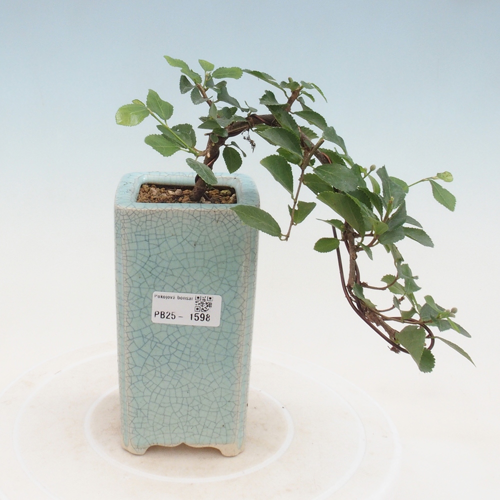 Indoor bonsai - Grewia occidentalis - Lavender star