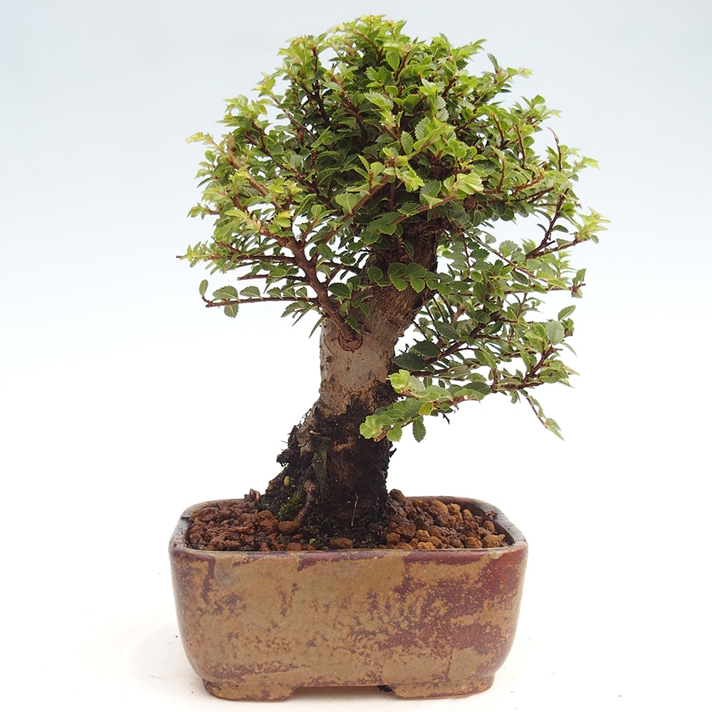 Outdoor bonsai - Ulmus parvifolia Hokkaido - Chinese elm