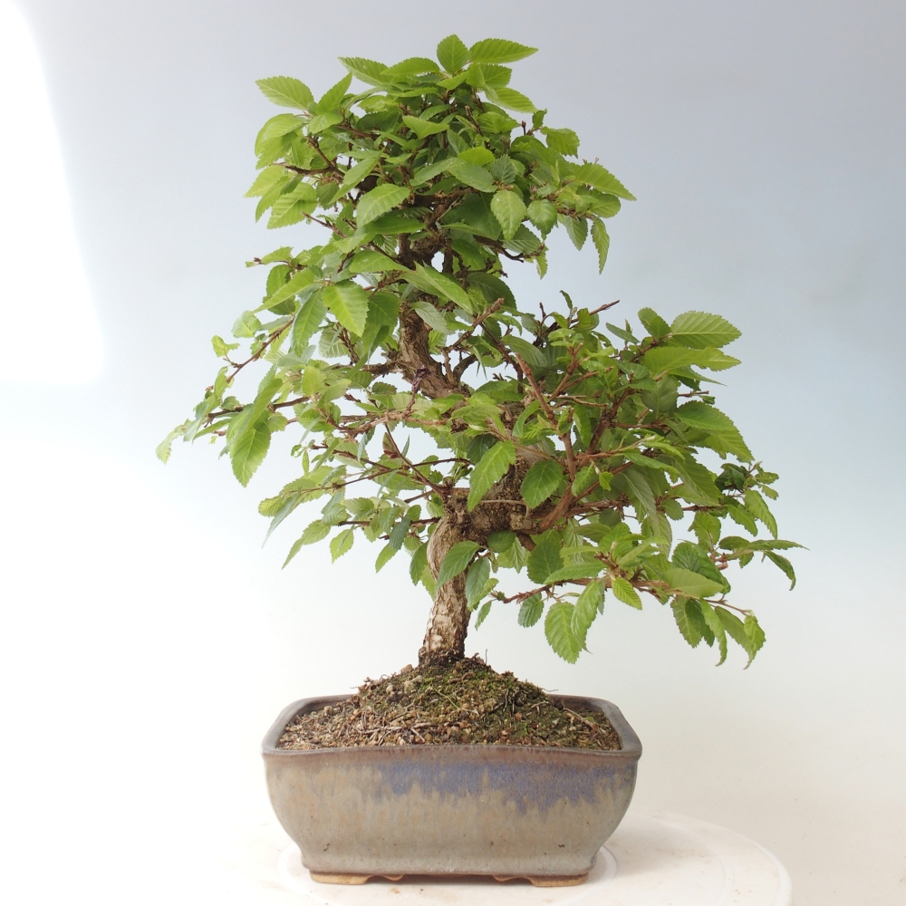 Outdoor bonsai -Carpinus CARPINOIDES - Korean Hornbeam