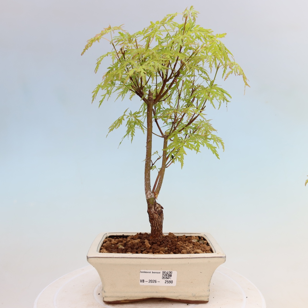 Outdoor Bonsai - Acer palmatum Dissectum - Japanese Maple 