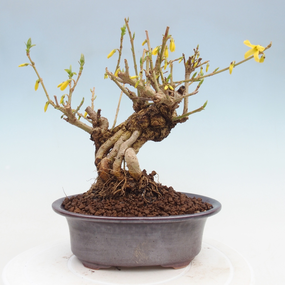 Outdoor bonsai - Zlatice - Forsythia koreana