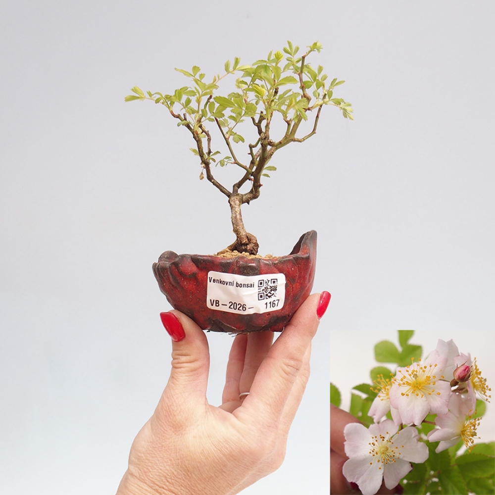 Outdoor bonsai - Rosa sp. - small-flowered rose