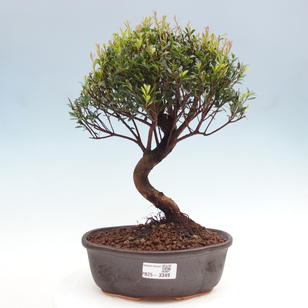 Room bonsai - Syzygium - Pimento