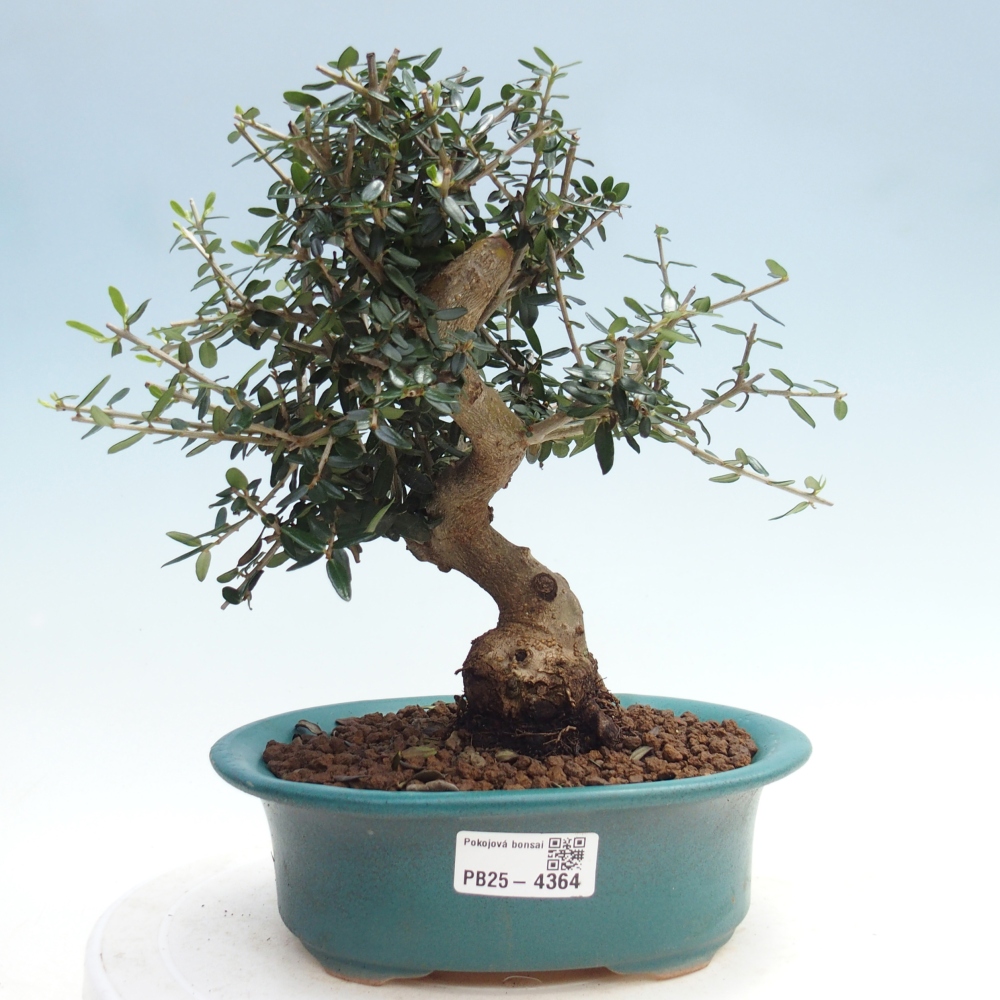 Indoor bonsai - Olea europaea sylvestris