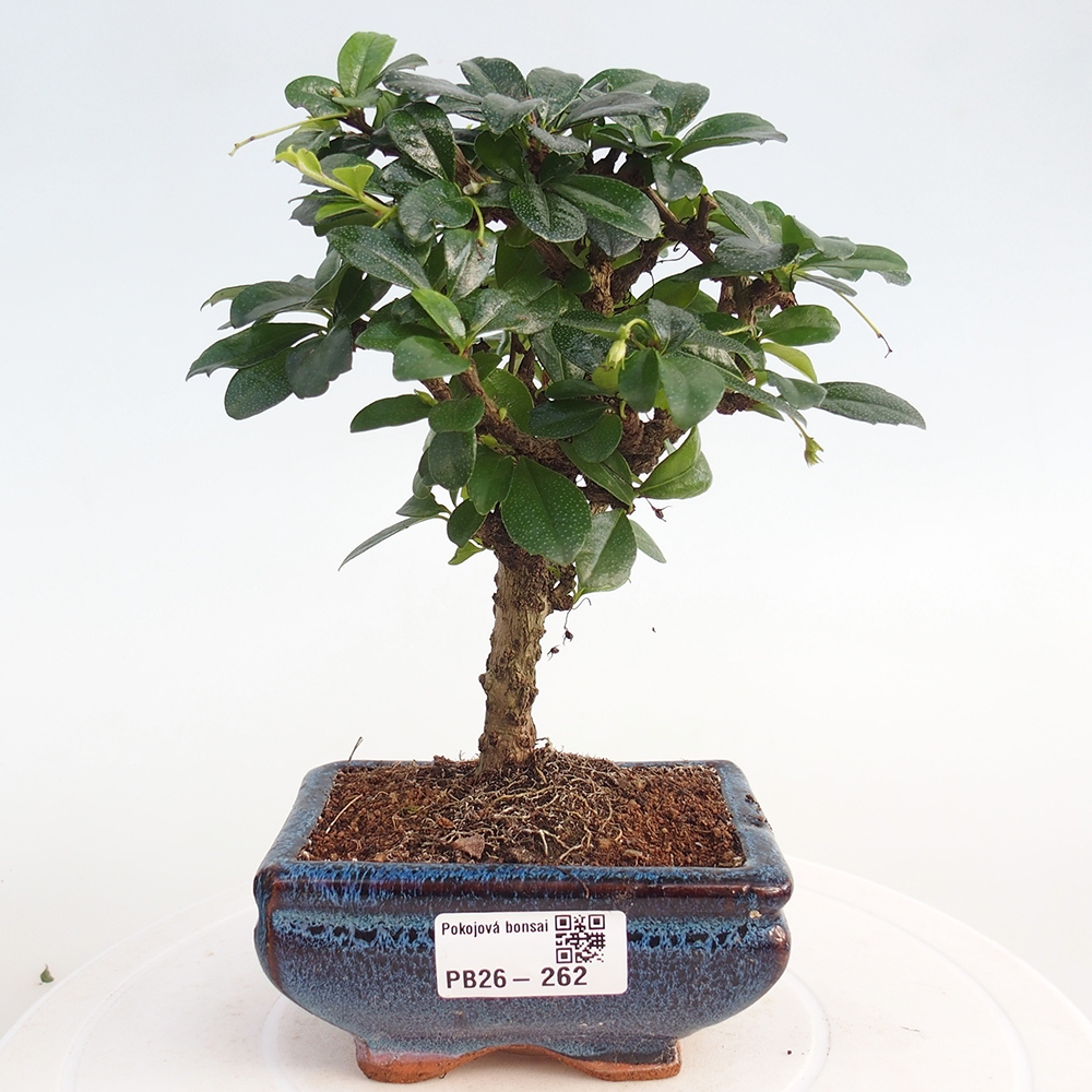 Room bonsai - Carmona macrophylla - Tea fuki