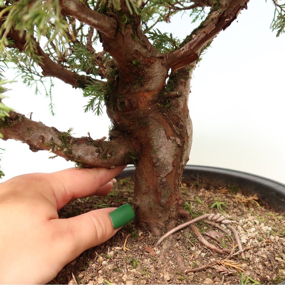 Outdoor Bonsai - Juniperus chinensis Itoigawa - Chinese Juniper